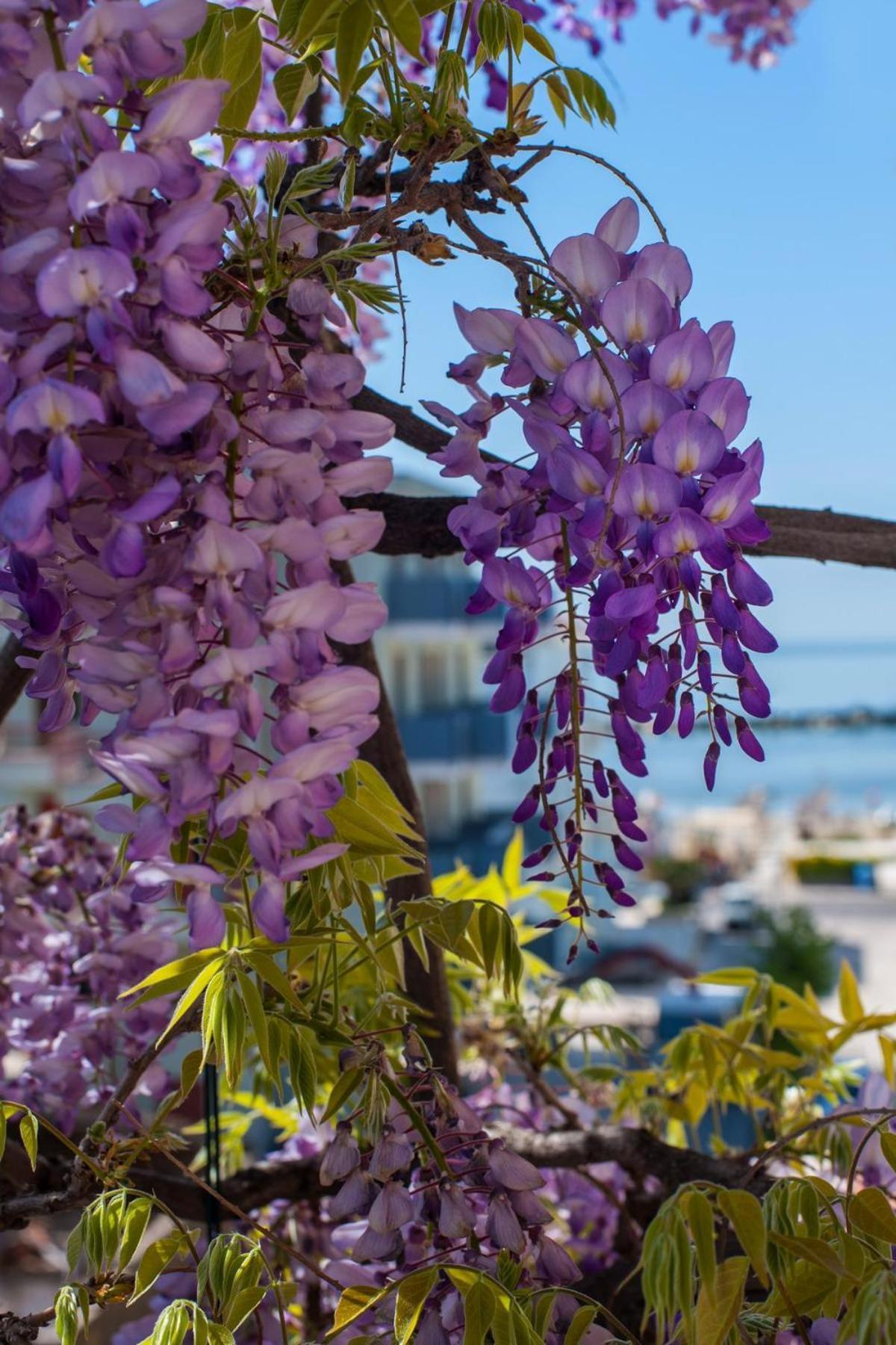 Albergo Villa Lucia Bellaria-Igea Marina Exterior foto